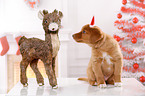Nova Scotia Duck Tolling Retriever Puppy