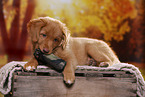 Nova Scotia Duck Tolling Retriever Puppy