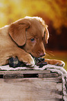 Nova Scotia Duck Tolling Retriever Puppy