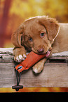 Nova Scotia Duck Tolling Retriever Puppy