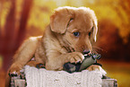 Nova Scotia Duck Tolling Retriever Puppy