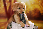 Nova Scotia Duck Tolling Retriever Puppy