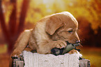 Nova Scotia Duck Tolling Retriever Puppy