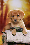 Nova Scotia Duck Tolling Retriever Puppy