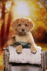 Nova Scotia Duck Tolling Retriever Puppy