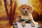 Nova Scotia Duck Tolling Retriever Puppy