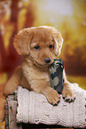 Nova Scotia Duck Tolling Retriever Puppy