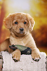 Nova Scotia Duck Tolling Retriever Puppy