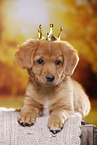 Nova Scotia Duck Tolling Retriever Puppy