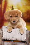 Nova Scotia Duck Tolling Retriever Puppy