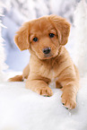 Nova Scotia Duck Tolling Retriever Puppy