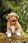 Nova Scotia Duck Tolling Retriever Puppy