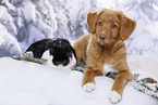dog and rabbit