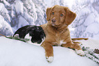 dog and rabbit