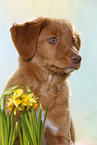 young Nova Scotia Duck Tolling Retriever