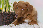 young Nova Scotia Duck Tolling Retriever