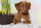 young Nova Scotia Duck Tolling Retriever