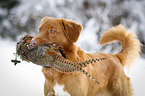 Nova Scotia Duck Tolling Retriever with dummy