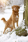 Nova Scotia Duck Tolling Retriever