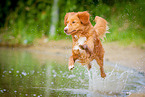 running Nova Scotia Duck Tolling Retriever