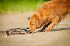 Nova Scotia Duck Tolling Retriever