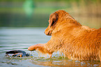 Nova Scotia Duck Tolling Retriever