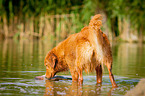 Nova Scotia Duck Tolling Retriever