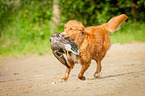running Nova Scotia Duck Tolling Retriever