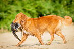 running Nova Scotia Duck Tolling Retriever
