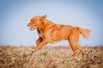 running Nova Scotia Duck Tolling Retriever