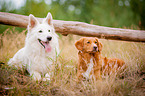 Nova Scotia Duck Tolling Retriever and White Shepherd