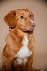 Nova Scotia Duck Tolling Retriever Portrait
