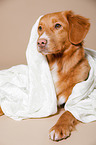 lying Nova Scotia Duck Tolling Retriever