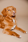 lying Nova Scotia Duck Tolling Retriever