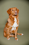 sitting Nova Scotia Duck Tolling Retriever