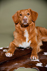 lying Nova Scotia Duck Tolling Retriever