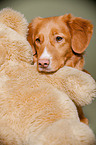 Nova Scotia Duck Tolling Retriever Portrait