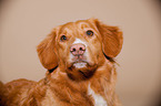 Nova Scotia Duck Tolling Retriever Portrait