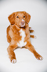 lying Nova Scotia Duck Tolling Retriever