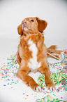 lying Nova Scotia Duck Tolling Retriever