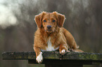 lying Nova Scotia Duck Tolling Retriever