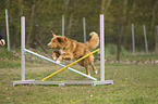 jumping Nova Scotia Duck Tolling Retriever