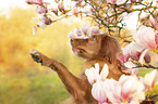 female Nova Scotia Duck Tolling Retriever