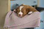 Nova Scotia Duck Tolling Retriever Puppy