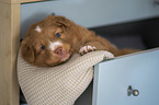 Nova Scotia Duck Tolling Retriever Puppy