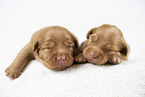 Nova Scotia Duck Tolling Retriever Puppies