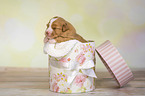 Nova Scotia Duck Tolling Retriever Puppy