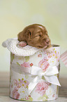 Nova Scotia Duck Tolling Retriever Puppy