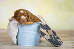 Nova Scotia Duck Tolling Retriever Puppy