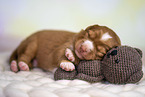 Nova Scotia Duck Tolling Retriever Puppy